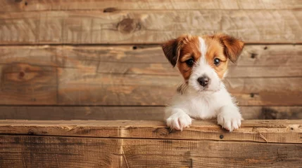 Fotobehang Peek a boo puppy on beige wood, cute dog with paws up, blurred background with space for text © Ilja