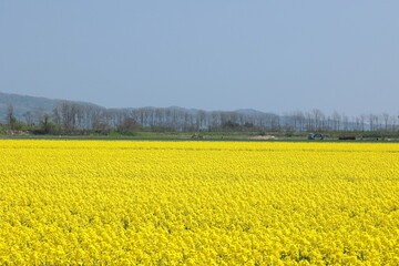 一面の黄色が眩しいアブラナ畑