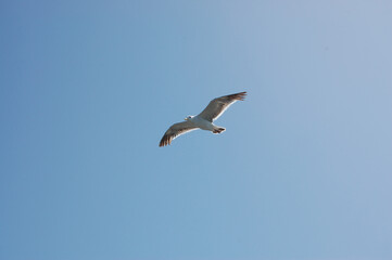 Obraz premium Seagull flying