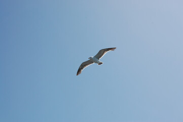 Obraz premium Seagull flying