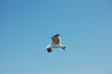 Seagull flying
