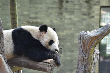 giant panda eating bamboo, Giant Panda in Sichuan, China
