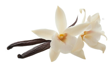 White Vanilla Flower Isolated on a Transparent Background.
