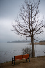 Fototapeta na wymiar Scenery of a quiet park overlooking a lake and a winter tree with bare branches 