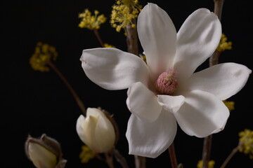 Naklejka na ściany i meble ハクモクレンの開花、Magnolia denudata、慈悲、気高さ、生花