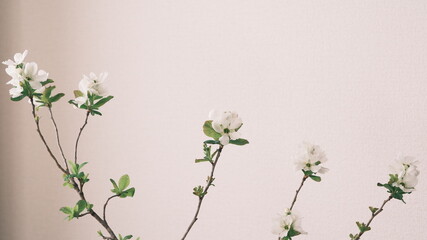 春の花、リキュウバイ、梅、利休梅、生花、控えめな美しさ、Exochorda racemosa
