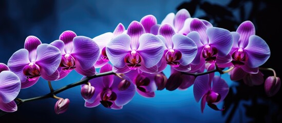 Fototapeta na wymiar Elegant Purple Orchid Flower Blooming Beautifully on Delicate Branch