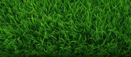 Deurstickers Vibrant Green Grass Background with Lush Foliage and Fresh Spring Meadow Vibes © Ilgun