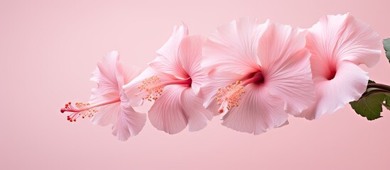 Delicate Pink Blossom Sits Serenely Against a Soft Pink Background