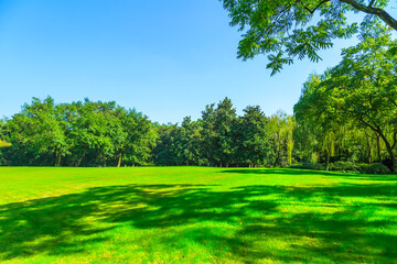 Serene Park Landscape with Lush Green Trees