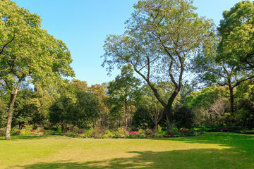 Peaceful Park Landscape with Lush Green Trees