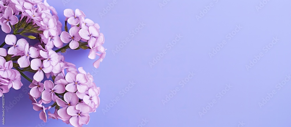 Canvas Prints Ethereal Lilac Blossoms Adorning a Tranquil Blue Surface with Copy Space