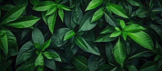 Vibrant Green Foliage Creates a Refreshing Nature Background of Lush Leaves