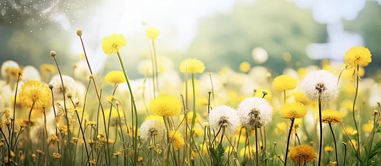 Raamstickers Sunny Field of Beautiful Wild Daisies Blooming in Nature's Colorful Tapestry © Ilgun