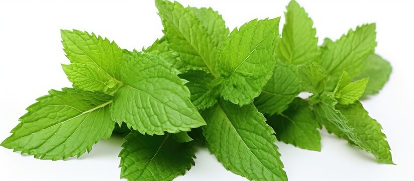 Fresh Green Mint Leaves Picked From Garden, Vibrant Herbal Aroma Concept