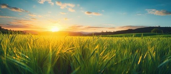 Vivid Sunset Glow over Lush Green Grass Field in Nature Landscape