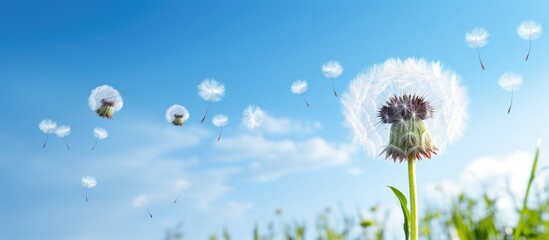 Beautiful Field of Vibrant Yellow Dandelions Blowing in the Wind on a Sunny Day