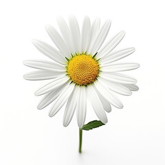 daisy isolated on white background