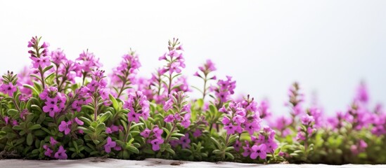 Graceful Blooming - Delicate Purple Flowers in Lush Greenery Embrace Small Plant