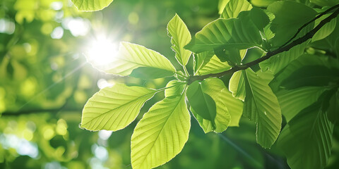 Fototapeta na wymiar Floresta de Folhas Verdes com Luz Solar Piscante