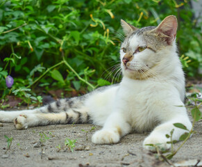 stray cat is relaxing