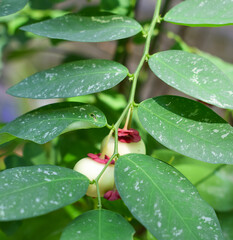 katuk plant or sauropus androgynus is a tropical plant that can be cooked as a nutritious vegetable