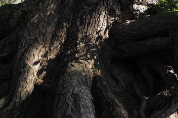 大きな大木の幹に当たる木漏れ日の光と影が神秘的