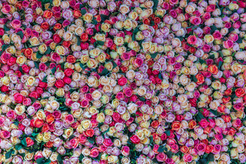 Beautiful view of a wall adorned with numerous multicolored roses. Sweden.