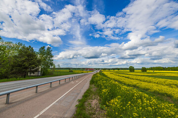 Fototapeta na wymiar Beautiful view of the highway alongside rapeseed fields against the backdrop of the blue sky with white clouds. Sweden.