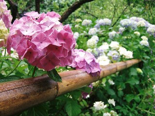藤森神社に咲いていた紫陽花