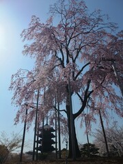 当時五重塔と満開の桜