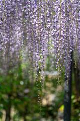 花と緑のコントラストが美しい藤