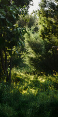 Floresta Verdejante com Luz Solar entre as Folhas