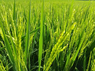 image or footage rice plant