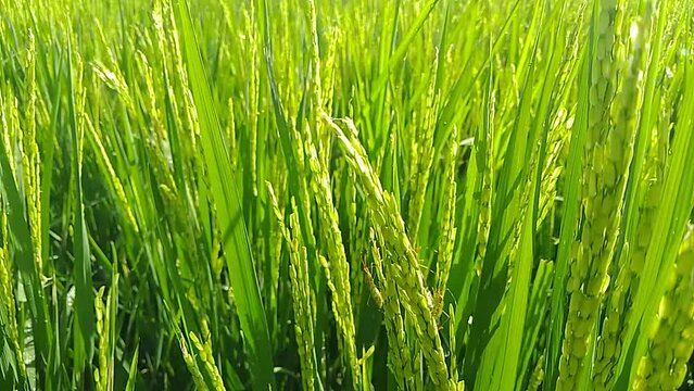 image or footage rice plant
