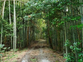 田舎の山の中の竹林の中を通る道