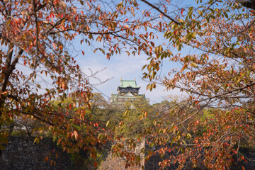 Osaka Castle building with colorful maple leaves or fall foliage in autumn season. Colorful trees, Osaka City, Japan. Architecture landscape background. Famous tourist attraction.