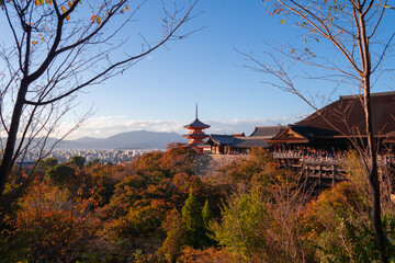 Kiyomizu Dera Pagoda Temple with red maple leaves or fall foliage in autumn season. Colorful trees, Kyoto, Japan. Nature and architecture landscape background.