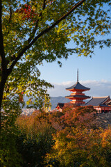 Kiyomizu Dera Pagoda Temple with red maple leaves or fall foliage in autumn season. Colorful trees, Kyoto, Japan. Nature and architecture landscape background.