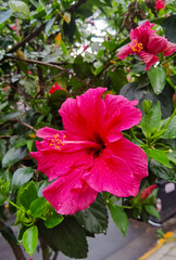 Red coloured hibiscus close-up, sunny day, without people, spring, Buenos Aires, Argentina