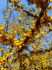 close-up shot of a flowering prickly acacia tree on a street in Buenos Aires, September, sky, yellow colour