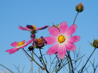 コスモス日和