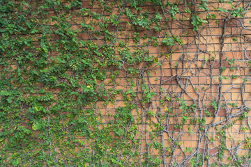 Red brick wall pattern surface texture with Ivy plant with leaves, green creeper bush and vines. Material for design decoration background.