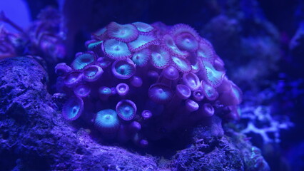 Purple button polyps are a type of colonial soft coral belonging to the genus Zoanthus or related...