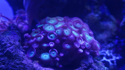 Purple button polyps are a type of colonial soft coral belonging to the genus Zoanthus or related...
