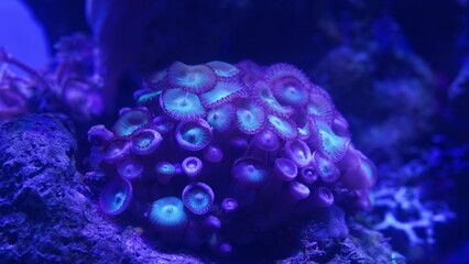 Purple button polyps are a type of colonial soft coral belonging to the genus Zoanthus or related genera. They are characterized by their small|纽扣珊瑚