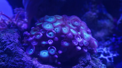 Purple button polyps are a type of colonial soft coral belonging to the genus Zoanthus or related genera. They are characterized by their small|纽扣珊瑚