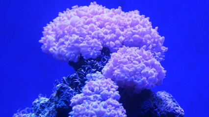 The Pearl Bubble Coral is named for its distinctive bubble-like vesicles or bubbles that cover its surface. These bubbles are typically translucent or opaque and have a pearly appearance|气泡珊瑚