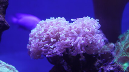 The Pink Hammer coral is renowned for its distinctive appearance, characterized by its branching...