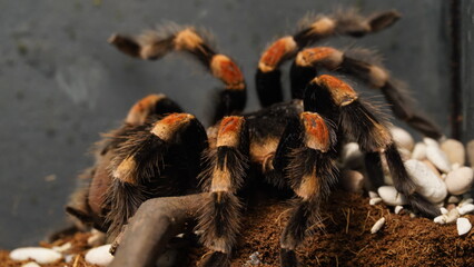Brachypelma hamorii is renowned for its striking appearance. It typically has a dark black body...